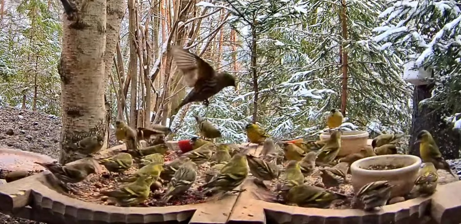 livebirdspoland_7ceafa122e726004fe4779c3968910d5.jpg