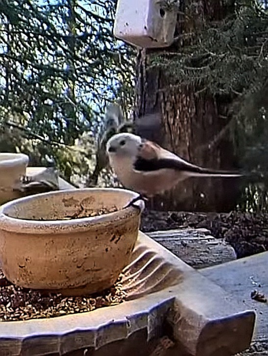 livebirdspoland_d98f793c88c4041428434b8350f7090b.jpg