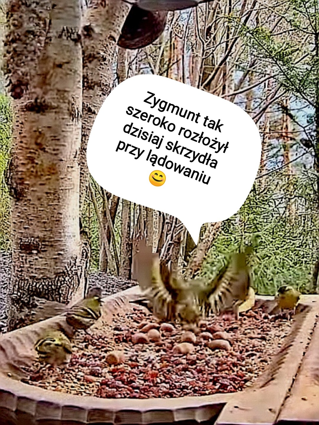 livebirdspoland_8a11c4c6dbc5f632c3862bd68da02672.jpg
