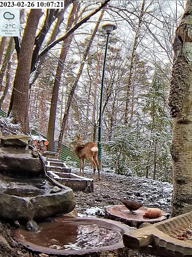 livebirdspoland_7f40ccd8c1107c1f7e8e6cc686036ac1.jpg