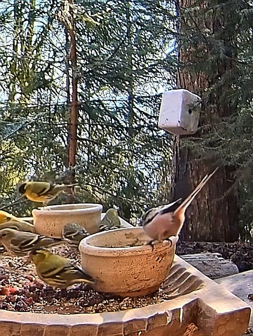 livebirdspoland_23759f28c9a4f0e8a43f5a91a16f1b99.jpg