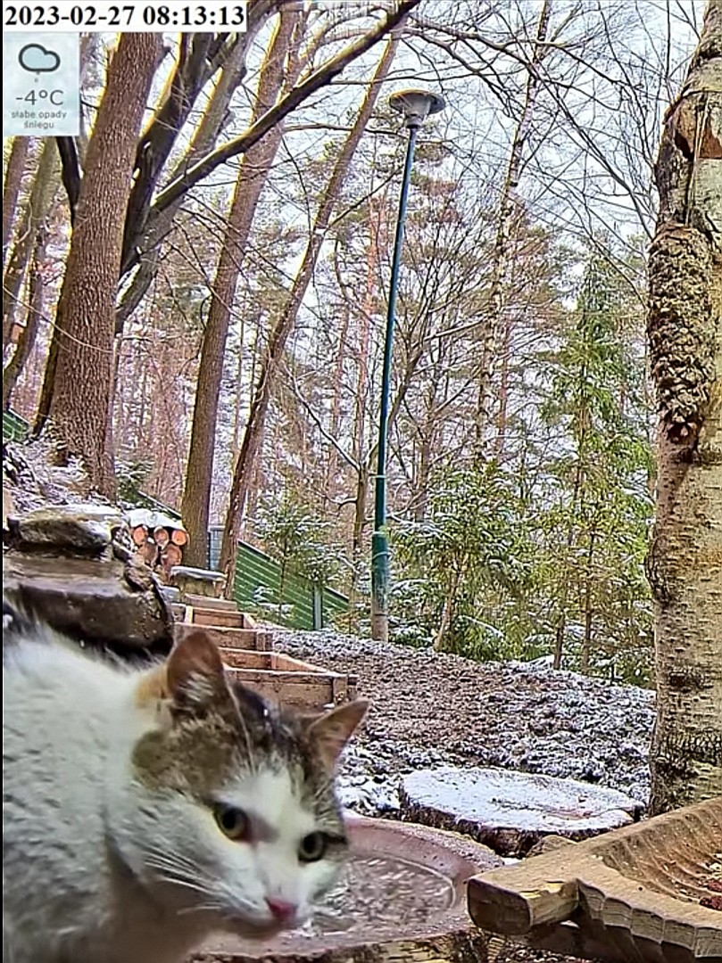 livebirdspoland_30b413732171b7522ee36e27d488cb9c.jpg