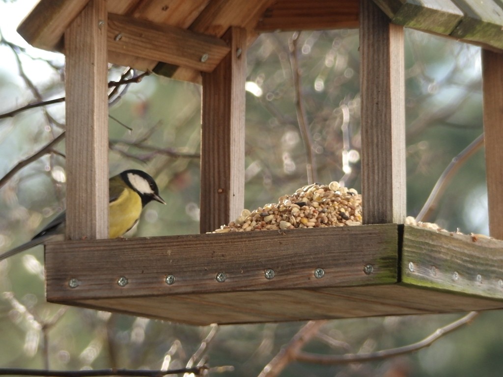 livebirdspoland_0efe5c85395837f178983c2dab454c9f.jpg