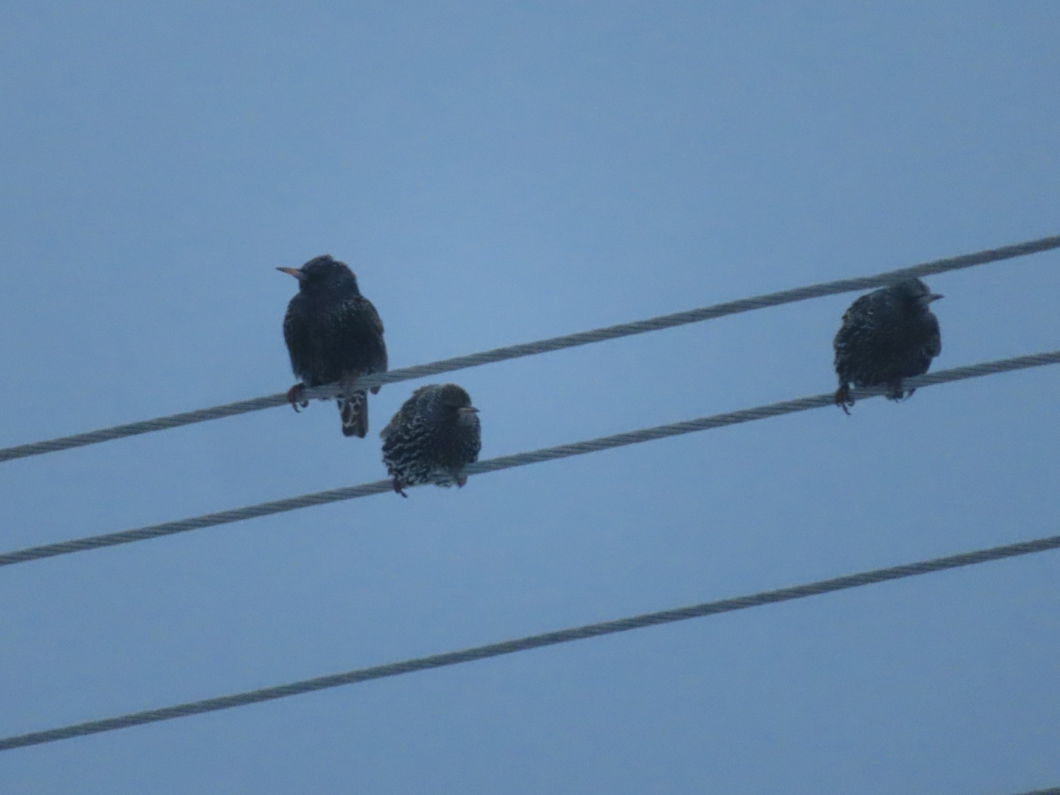 livebirdspoland_a0190e7d721a837d76ff974a41096874.jpg