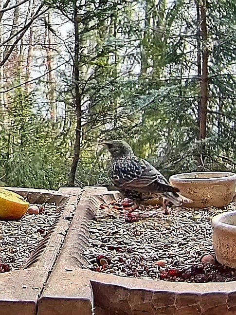 livebirdspoland_49b0ac5e8ce694297cd05d1f445feaf0.jpg