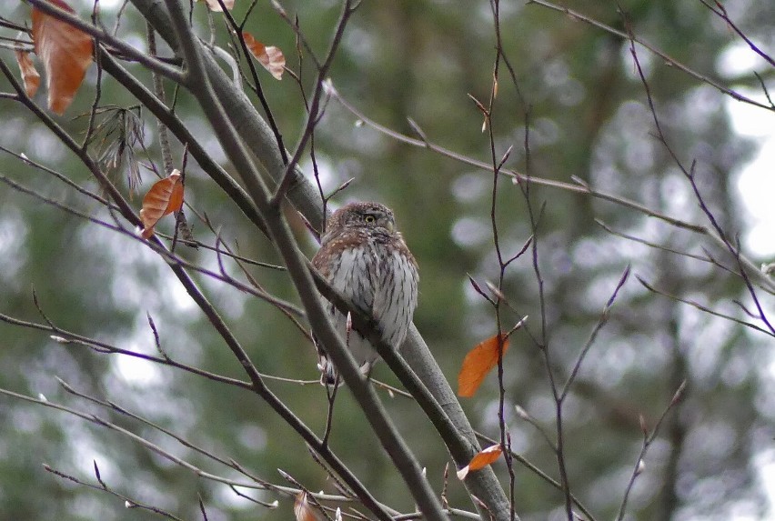 livebirdspoland_ae7272cd64eec7f5ba46212d306742ce.jpg