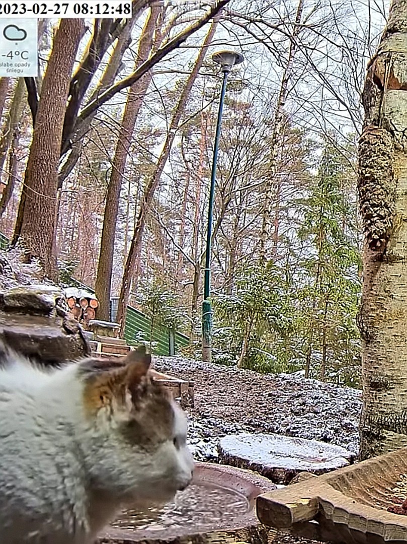 livebirdspoland_f31576e80ad410788faf9fe5f56d8f67.jpg
