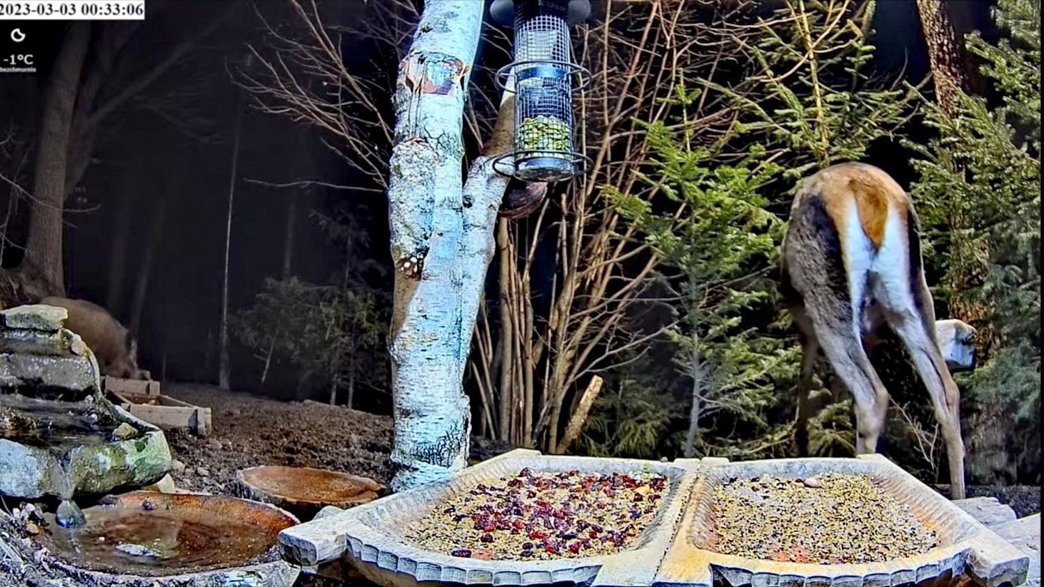 livebirdspoland_f9e0bc1132c2fe3597c37873c28c03c6.jpg