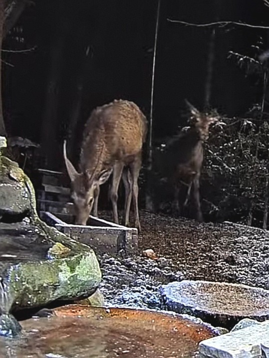 livebirdspoland_2c8f9537846dcb0d1604449c004d97ba.jpg