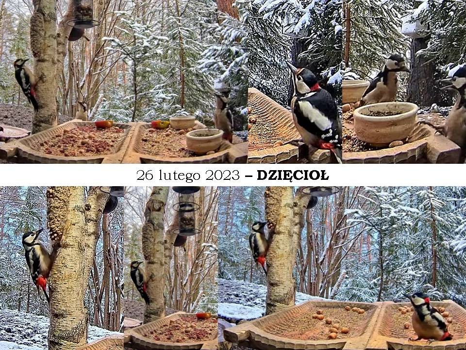 livebirdspoland_9799d28af0ef7ba4fba682c891e0a9ec.jpg