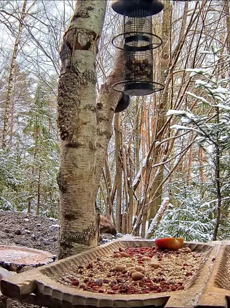 livebirdspoland_39f4b1b8ca2599e06c7423ee8cf132ec.jpg