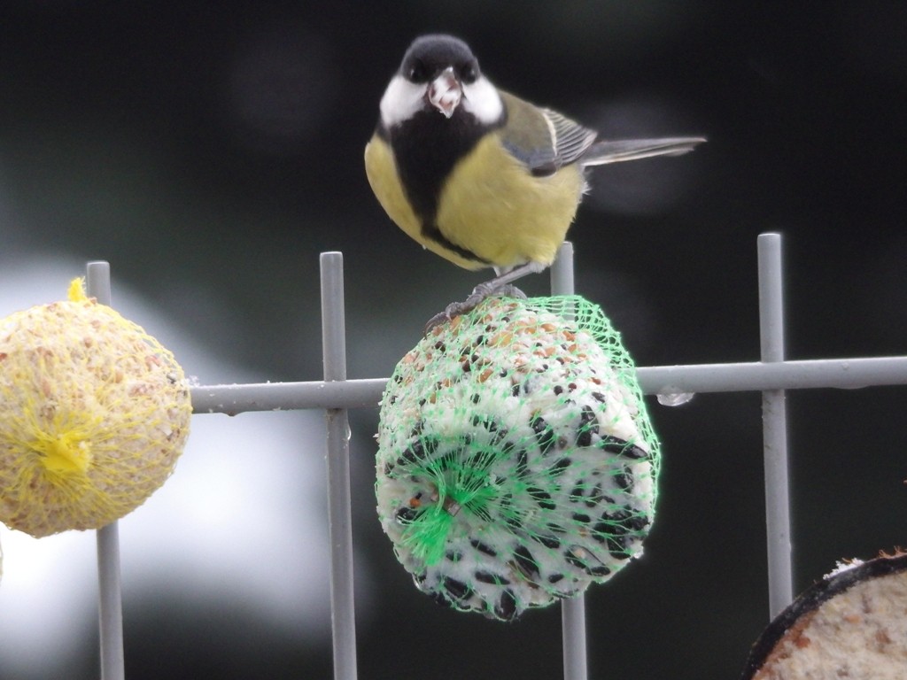 livebirdspoland_f797a919c71df58c3b068a1b6ca810ef.jpg