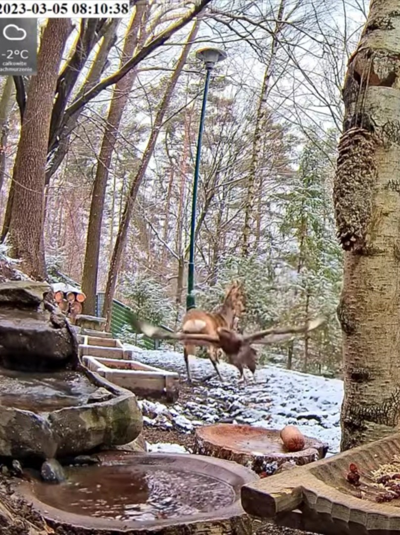 livebirdspoland_78c283516805a017792a34300c8e4f52.jpg