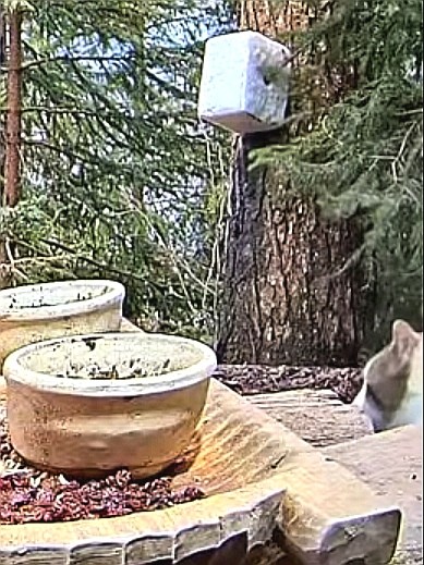 livebirdspoland_ccddc96d433733fb1edc7bd05f7e2349.jpg