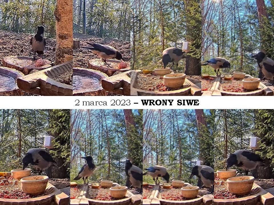 livebirdspoland_6c8c56b8ba8966f24305d0ce7726cc99.jpg