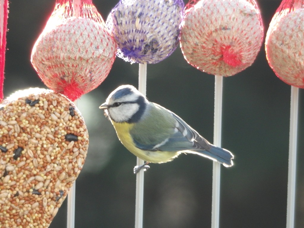 livebirdspoland_ed7dadf8a57f34843618b4d06127eedd.jpg