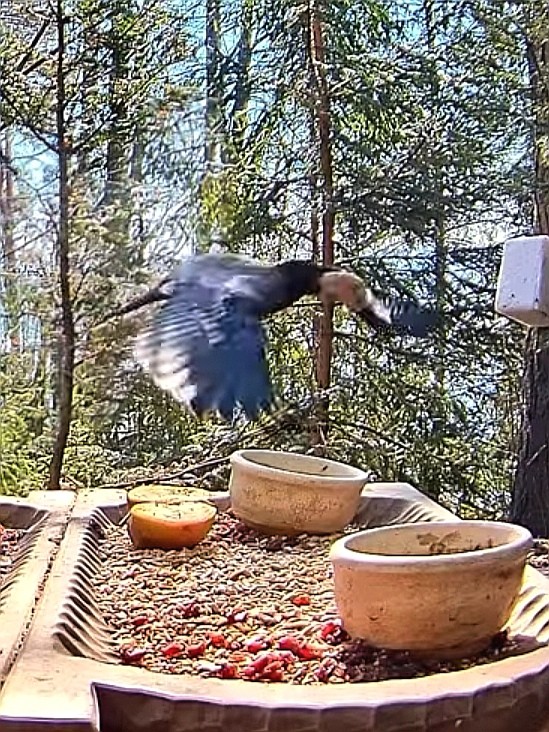 livebirdspoland_c1e4a548400c21c9a97418bc25fc3a8e.jpg