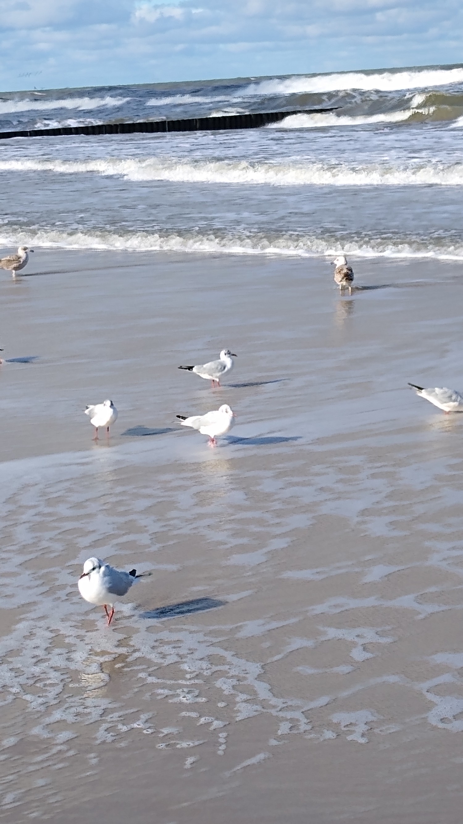livebirdspoland_07b5cc685ed2a03e7a06df3d179348dd.jpg