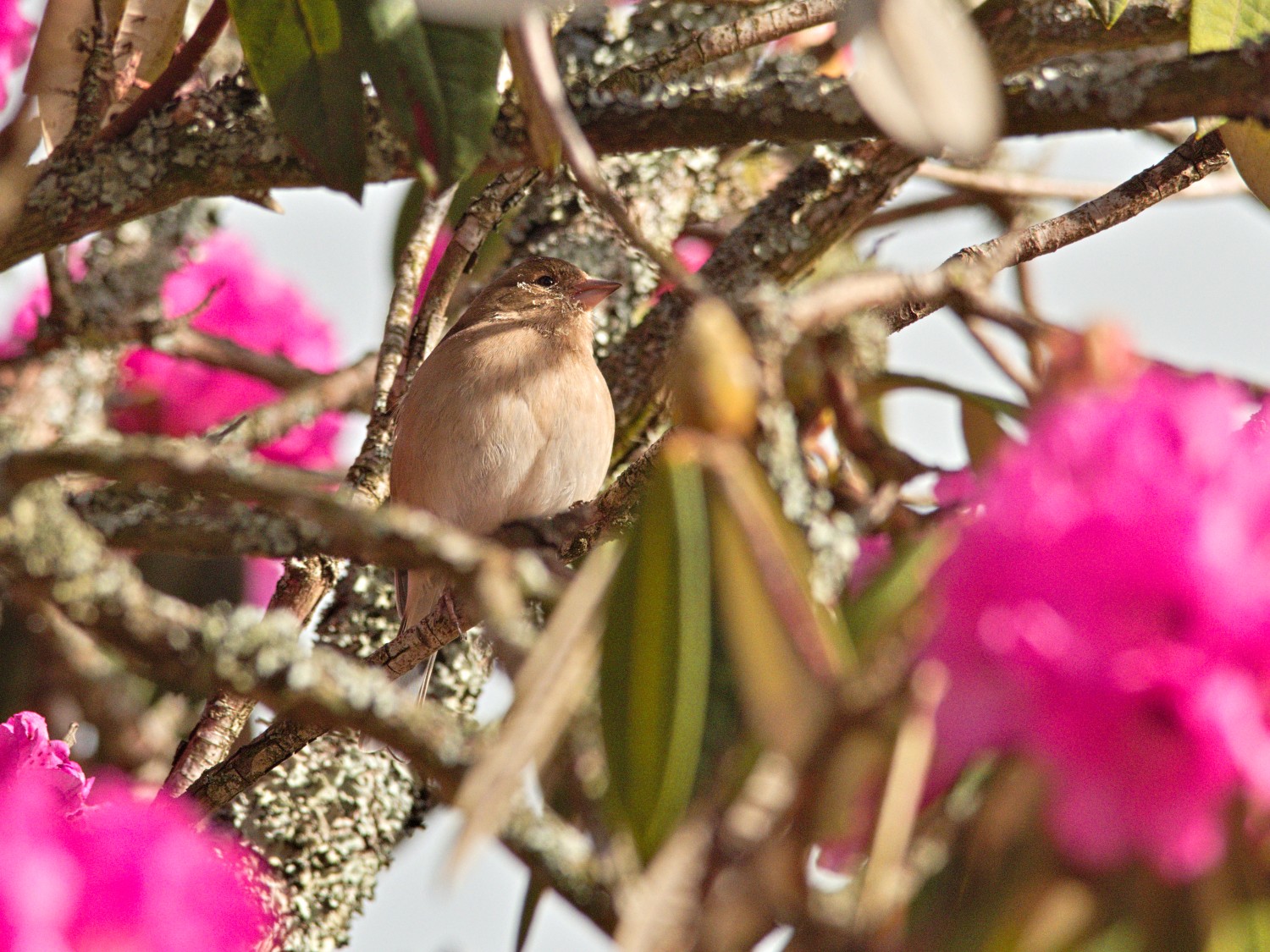 livebirdspoland_39495cf05946a037f54d7e47d9f6b3c3.jpg