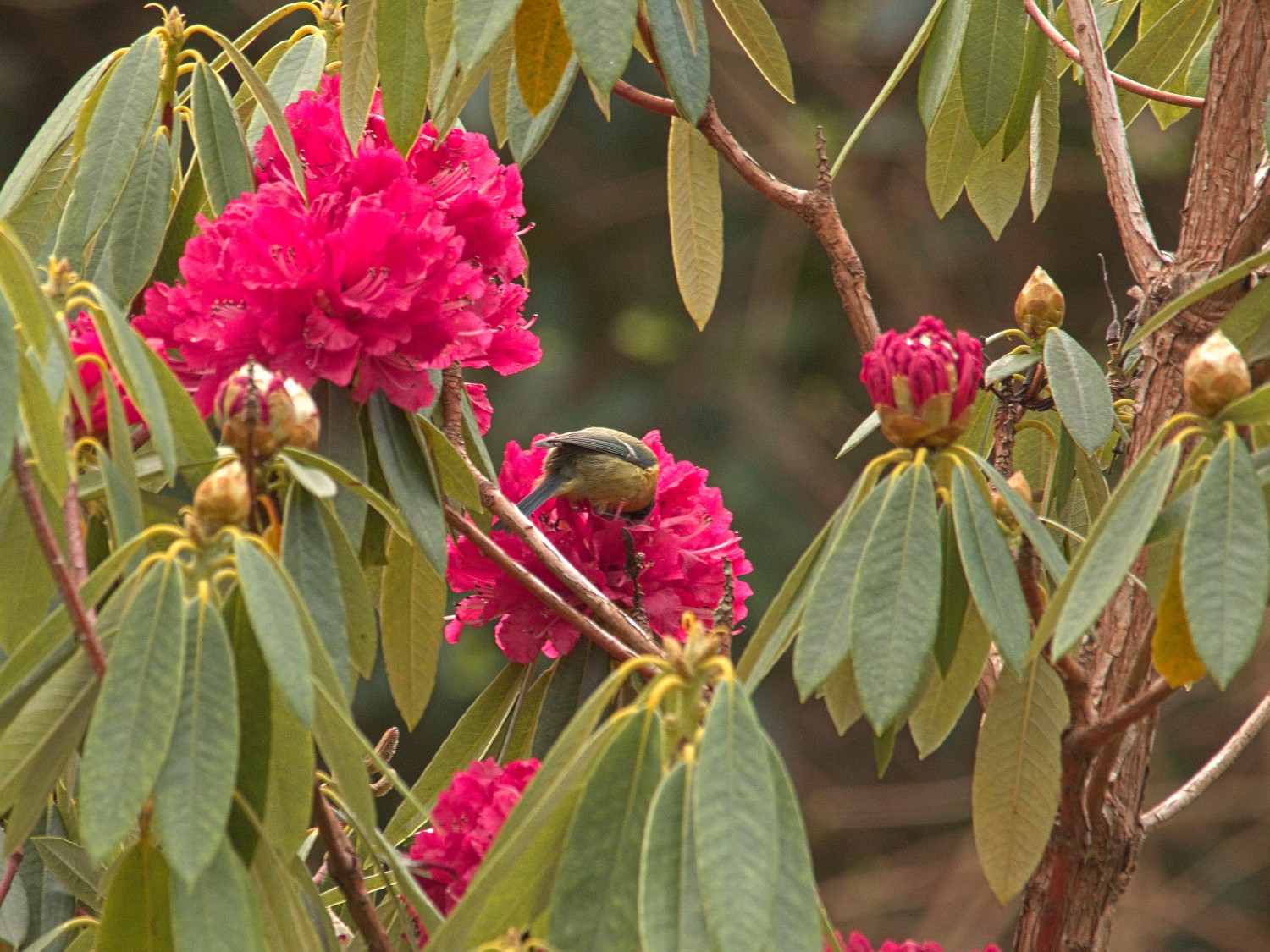 livebirdspoland_01e9c494e777ed618cbb5fb23ef1fbd6.jpg