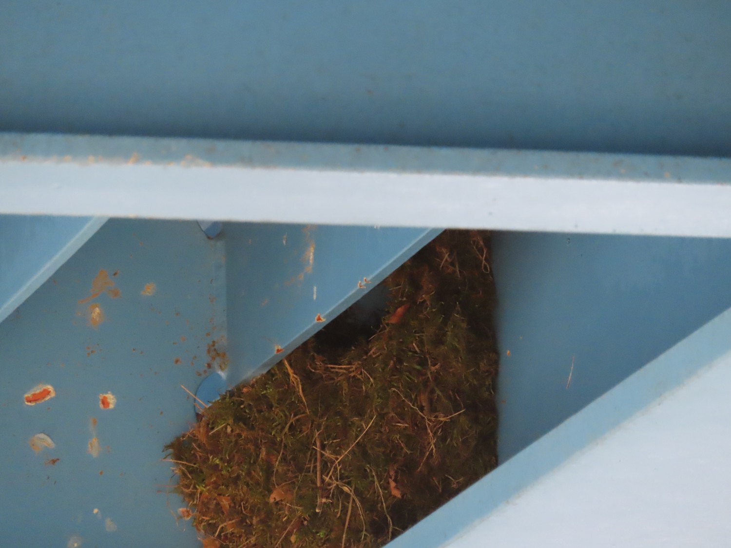 livebirdspoland_f672d9ddbddf123ad9d7eb903d0481a7.jpg