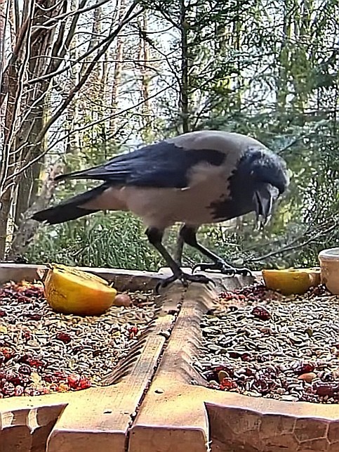 livebirdspoland_1571cd955b1be739a521df9012c60ee5.jpg
