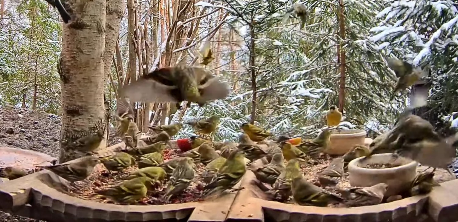 livebirdspoland_1d92fa81ee89a4f5f1ec4d687f6c90bc.jpg