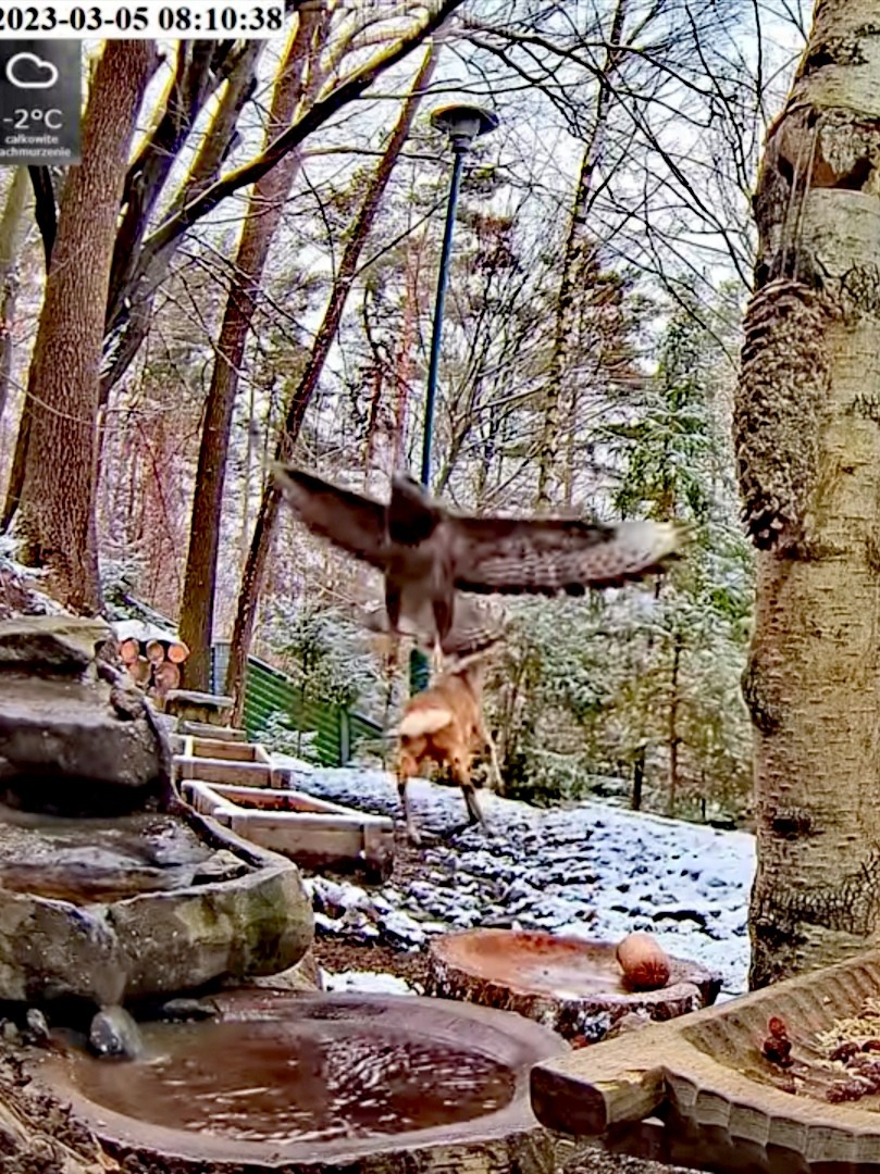 livebirdspoland_b090940ed1048544173ea4aeb5b78448.jpg