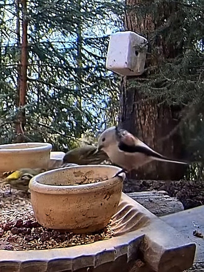 livebirdspoland_fed3be5154389a3e5b4171348c00e229.jpg