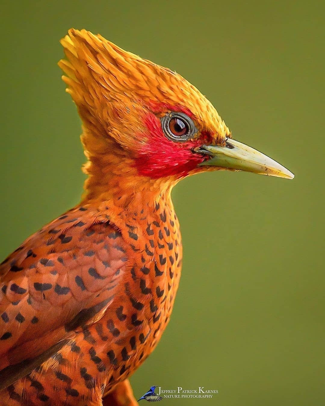 livebirdspoland_2bb854d4faead1520c94853575a58b5f.jpg