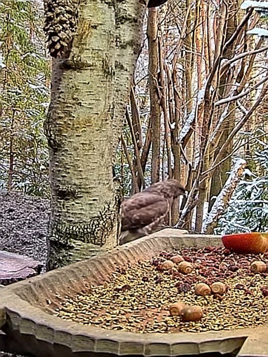 livebirdspoland_d722d73b8d608389a5e80a5f64eab268.jpg
