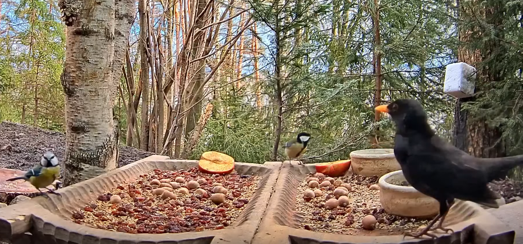 livebirdspoland_2cc58b817322b25336a9bed67b25e406.png