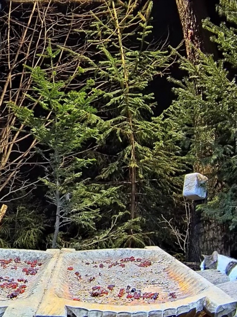 livebirdspoland_a536e77283bc12504e802a1e4b0909d4.jpg