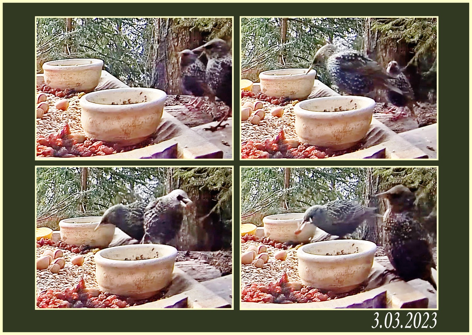livebirdspoland_1897b6591ffa0b82b3a031e2afbf395c.jpg