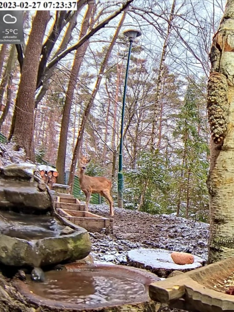 livebirdspoland_9a8fd4afeb79b699455df124315b4eb7.jpg