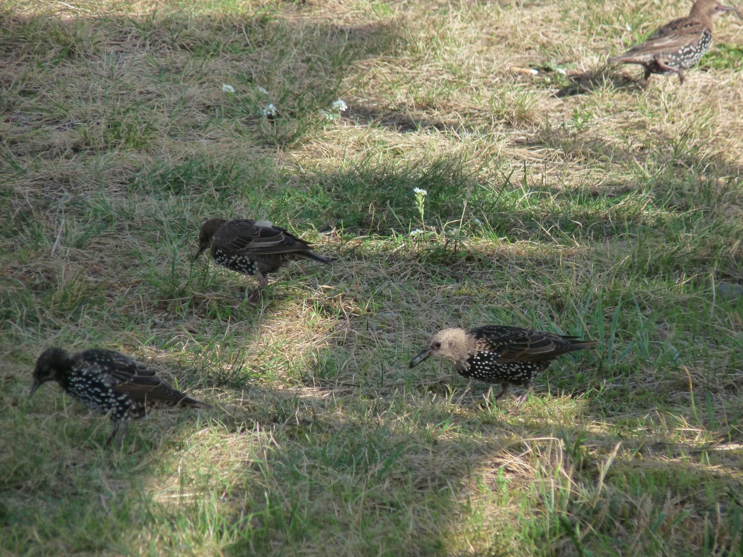 livebirdspoland_df46dd36ac56d4652db94e25aaa095e4.jpg
