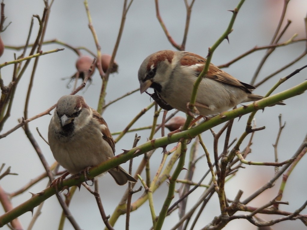 livebirdspoland_3e314a8f7afb33d68183b61f1801cfc0.jpg