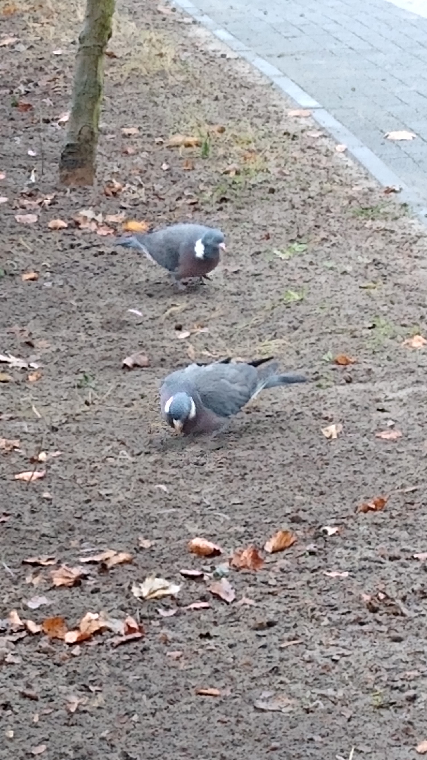 livebirdspoland_bdaf02c87c68fa120f380bc764c47542.jpg