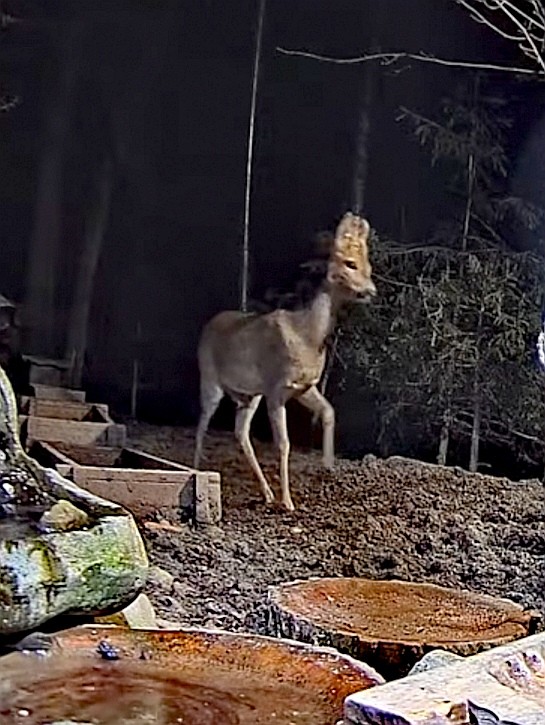 livebirdspoland_6e92fd1e9209996d41299e3149540935.jpg