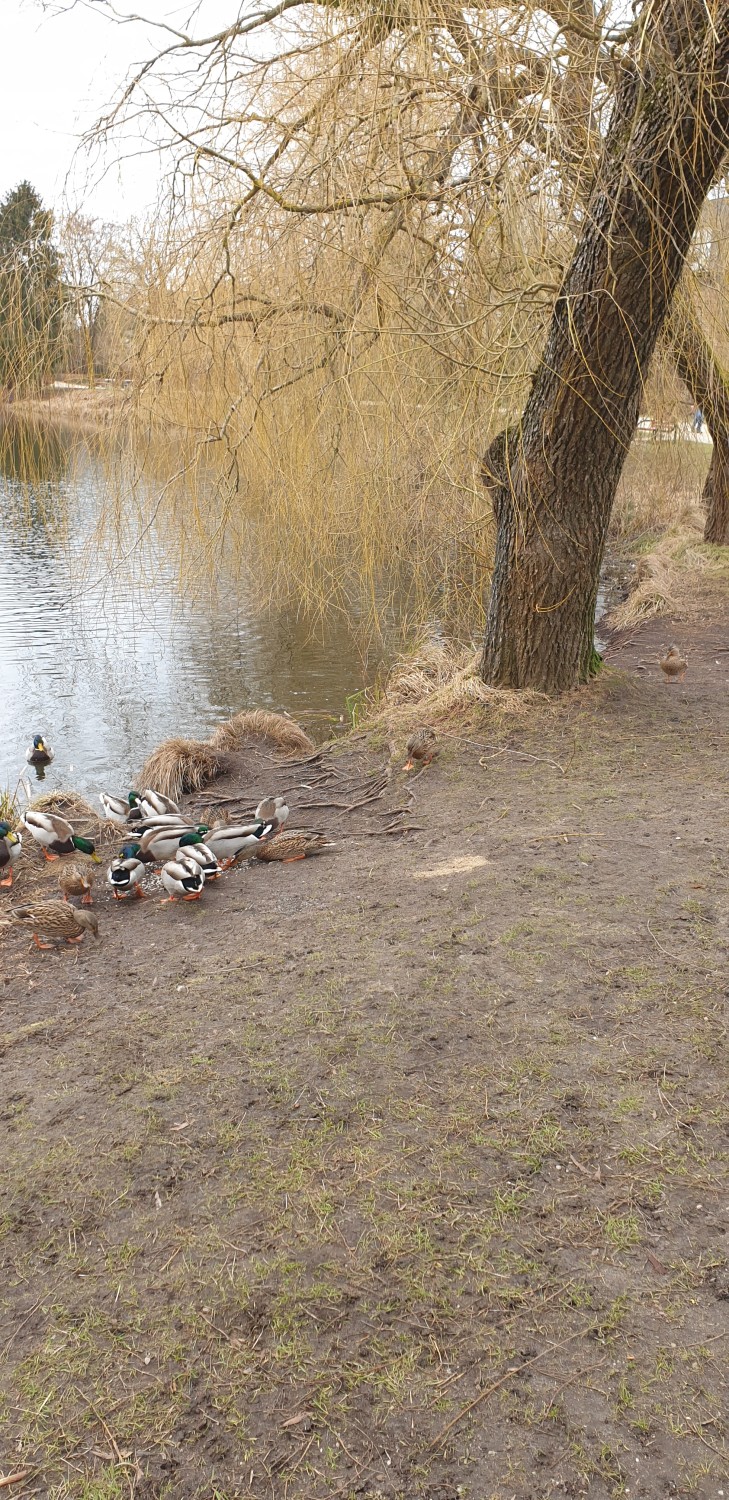 livebirdspoland_86f6200ceb46d3cbf488a14048dca77d.jpg