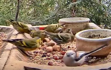 livebirdspoland_fbd8f9077c8dad66d69e81f35e1eab34.png