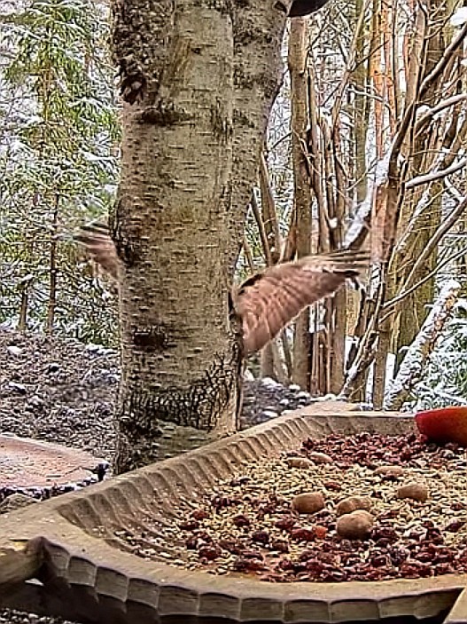 livebirdspoland_13108da3de0613b676ce3c3b4bab4b95.jpg