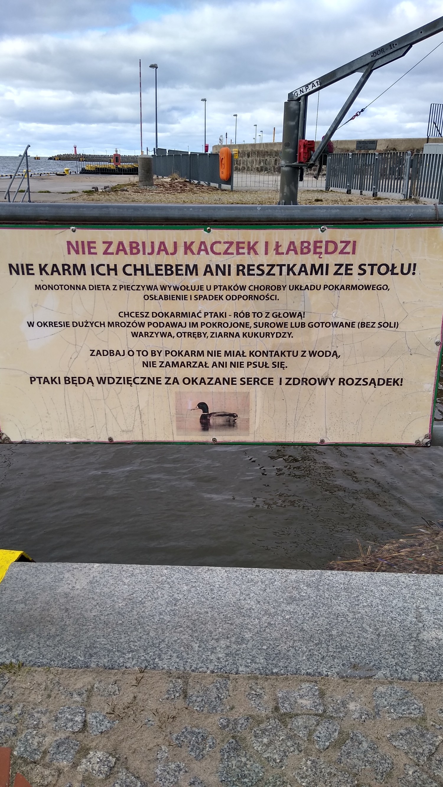 livebirdspoland_4c25c1d8f1639093c88603a67c817596.jpg