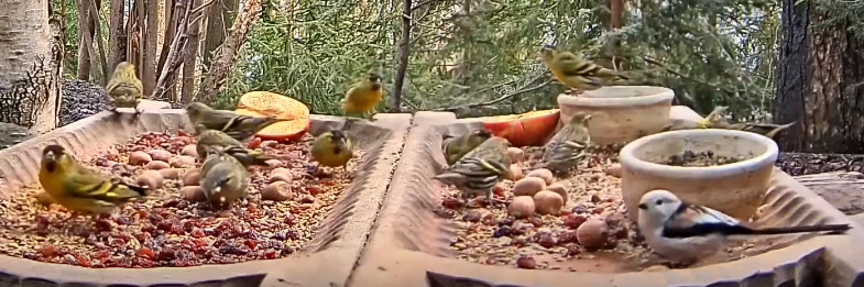 livebirdspoland_238b8cdfd11570bb7fabdc049dc4dc79.png