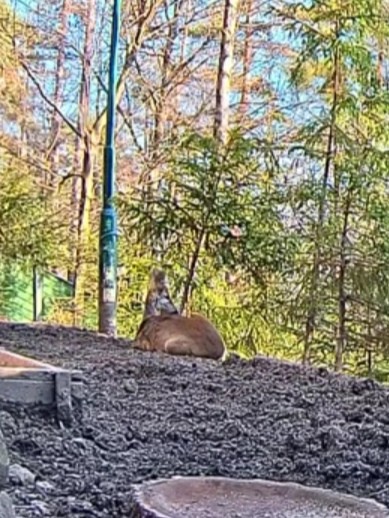 livebirdspoland_5a6166848694b19c7c1054e627306be9.jpg