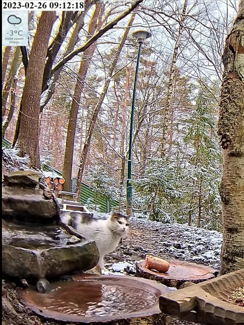 livebirdspoland_b4bc42cb06bcbe5e664e4ed137f05f18.jpg