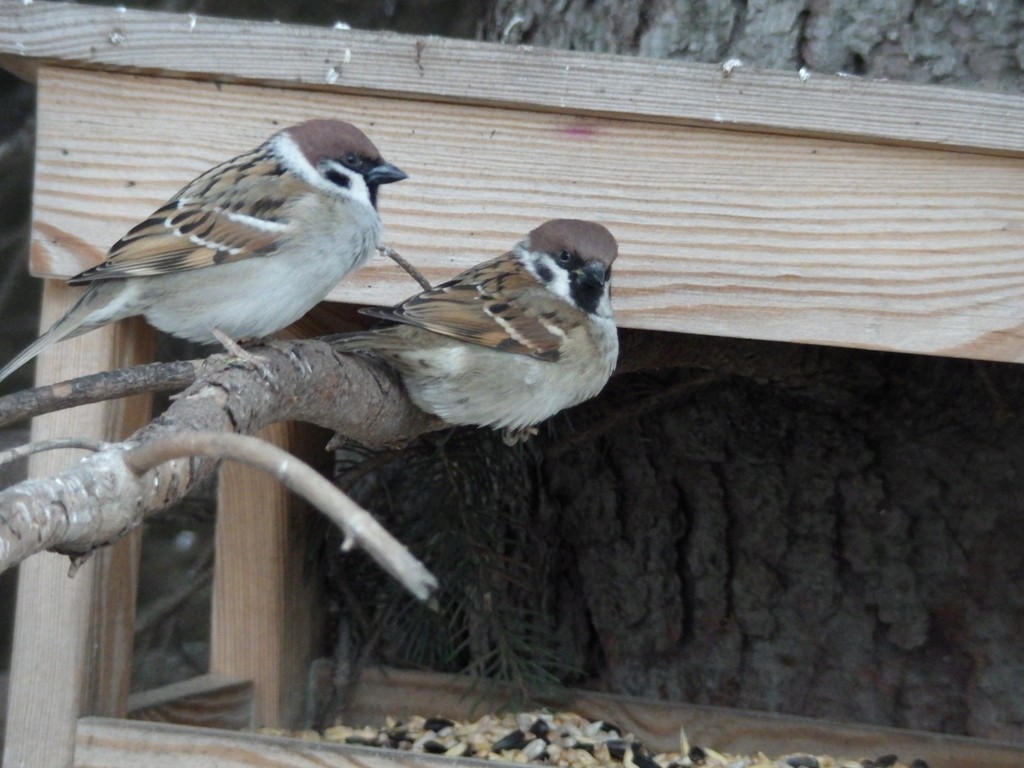 livebirdspoland_af5b27bb03c68f169b2c742eba02ae13.jpg