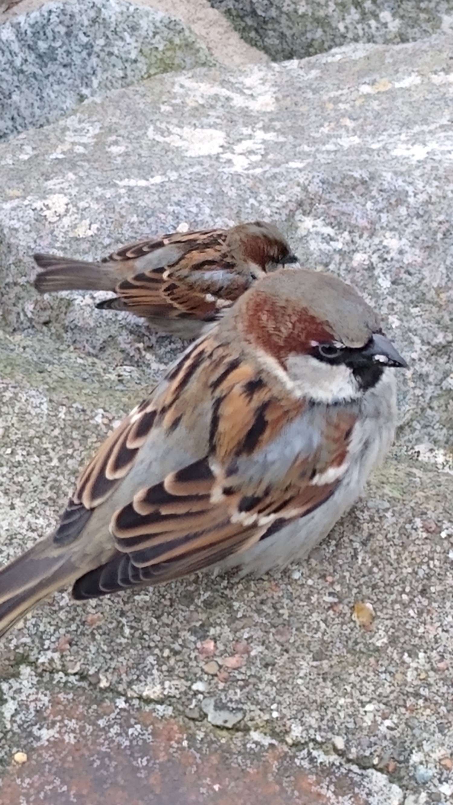 livebirdspoland_f91453e2652f7cee0d884f91be4d4544.jpg