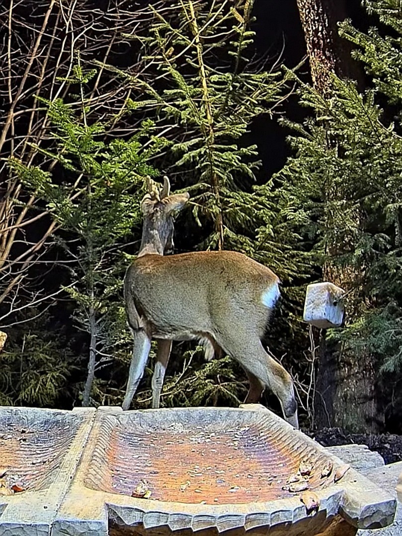 livebirdspoland_878a256ba4b1a890536a0c2183a842d8.jpg
