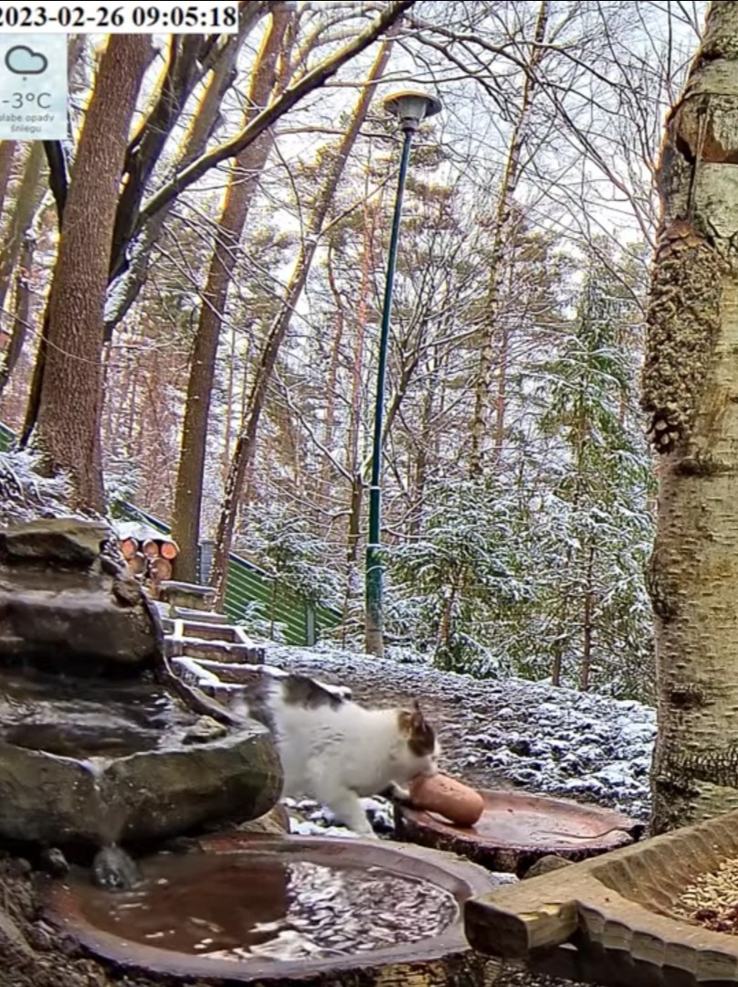 livebirdspoland_b52dbc66c977908e00b5ae9fe68288b3.jpg